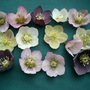 hellebores in my garden in islington 