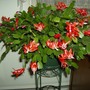 Christmas Cactus