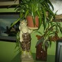 Rabbit Plant Holder