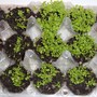 Lobelia , String of Pearls 