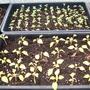 Antirrhinum and Bizzie Lizzie 