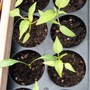 Chilli 