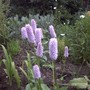 Pict0043