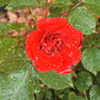 Rose In Rain