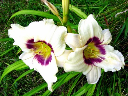 Daylily