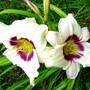 Daylily