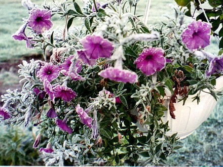 Petunias after Frost