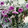 Frosted_petunias_a