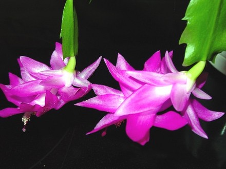 Christmas Cactus
