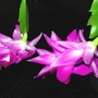 Christmas_cactus