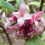 Daphne odora 'Aureomarginata' - close-up of flowers (Daphne odora 'Aureomarginata')