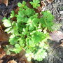 Hacquetia_epipactis.jpg