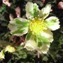 Hacquetia_epipactis__Thor_Svantesson_.jpg