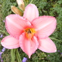 Pict0603