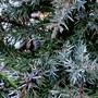 Juniperus chinensis stricta (Juniperus chinensis stricta  (Chinese Juniper))