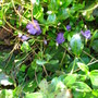 Vinca