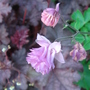 Aquilegia Columbine - May 2007 (Aquilegia vulgaris)