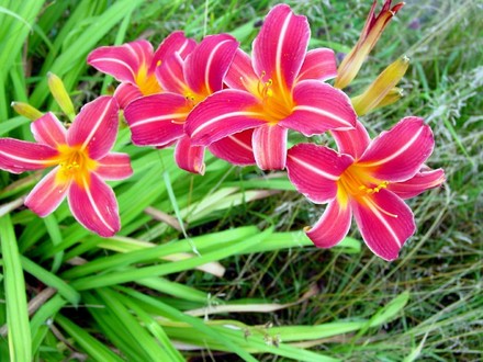 Older Type of Daylily