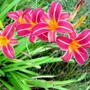 Older Type of Daylily