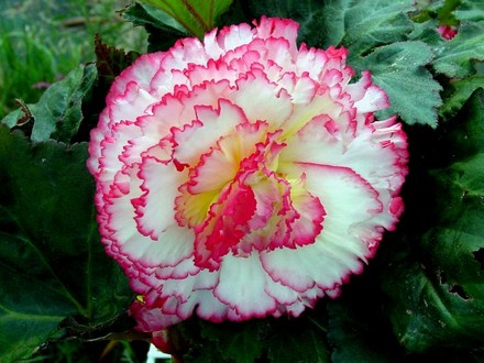 Begonia