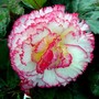 Begonia2