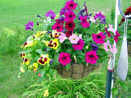 Flower Basket