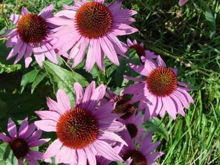 Cone Flower