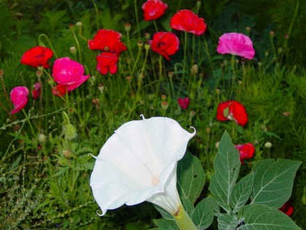 Moon Flower