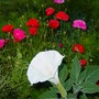 Flowers_040