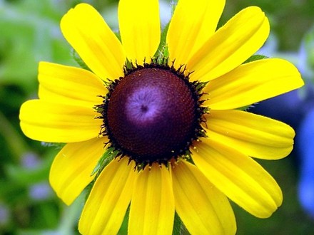 Wild Black Eyed Susan