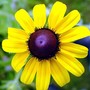 Flowers14