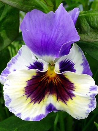 Pansy