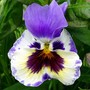 Flowers18