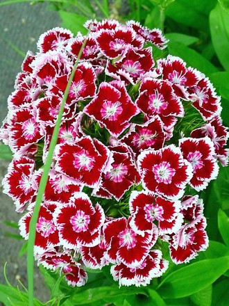 Sweet William