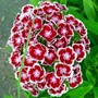 Flowers27