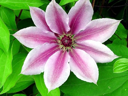 Nelly Moser Clematis