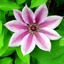 Flowers23