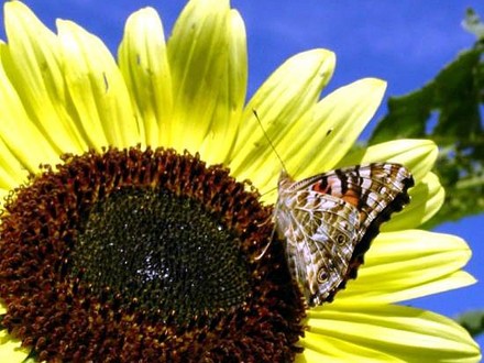 Butterfly on Sunflower