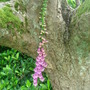 Digitalis purpurea