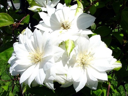 White Clematis