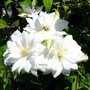 Flowers24