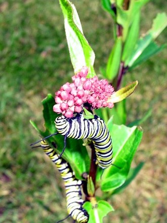 Caterpillar on butterfly weed