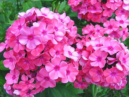 Phlox
