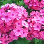 Phlox