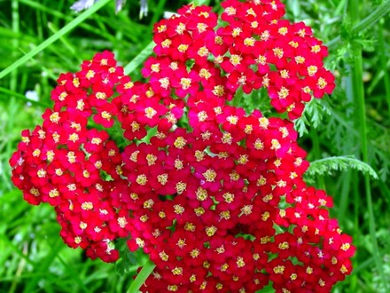 Achillea