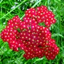 Flowers_001
