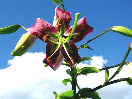 Black Beauty Lily