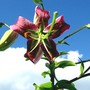 Black Beauty Lily