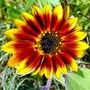 Flowers_106