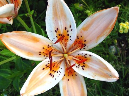Lily [Orange Electric]